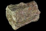 Bargain, Fossil Synapsid Bone Fragment - Texas #106996-1